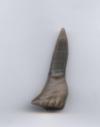 Sawfish rostral tooth